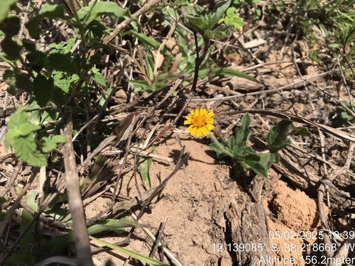 Trailing Daisy