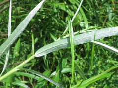 Salix schwerinii