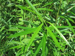 Salix schwerinii