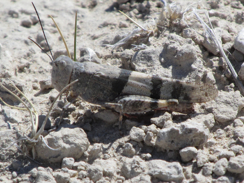 Barren Land Grasshopper