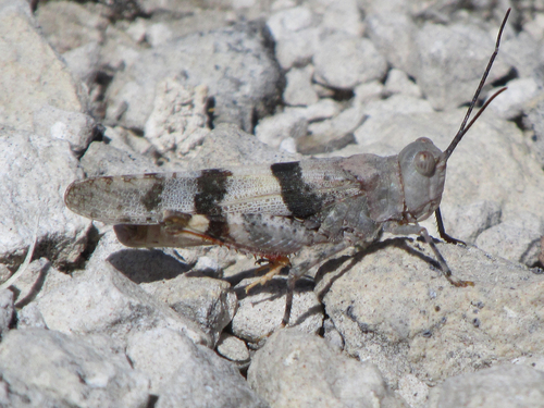 Barren Land Grasshopper