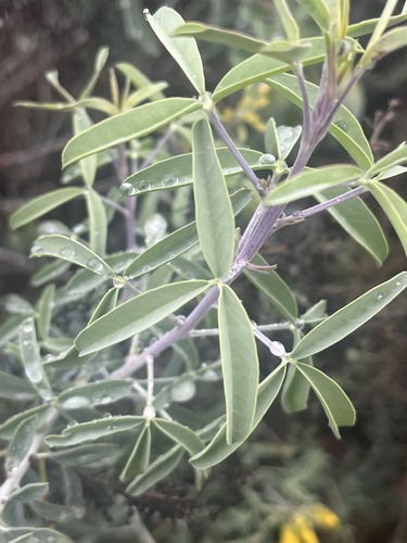 iNaturalist observation photo of Bladderpod