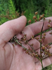 Juncus biflorus