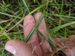 Juncus biflorus