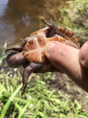 Sternotherus intermedius