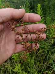 Juncus biflorus