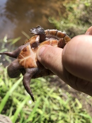 Sternotherus intermedius
