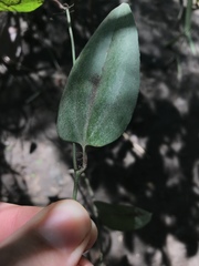 Smilax walteri