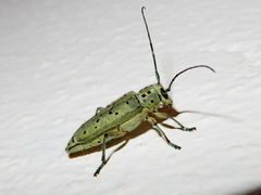 Saperda punctata