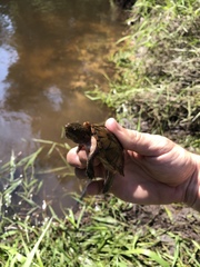 Sternotherus intermedius