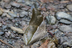 Archaeoprepona chromus chromus