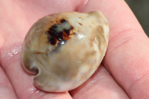 Cypraea teulerei observed 2025-01-28