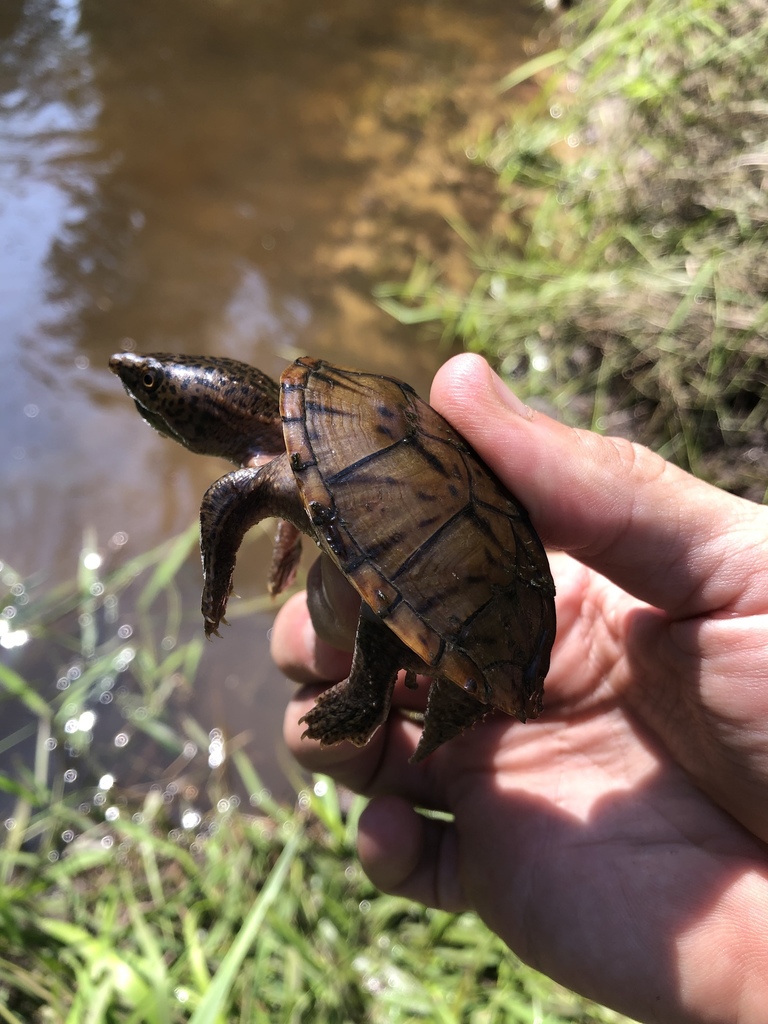 Intermediate Musk Turtle from 36507, Bay Minette, AL, US on August 01 ...