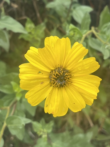 iNaturalist observation photo of California brittlebush