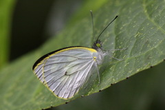 Leptophobia penthica
