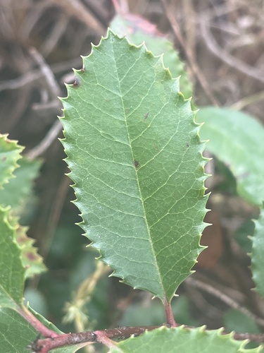 iNaturalist observation photo of Toyon