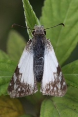 Heliopetes laviana