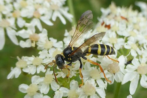 Gorytes quinquecinctus