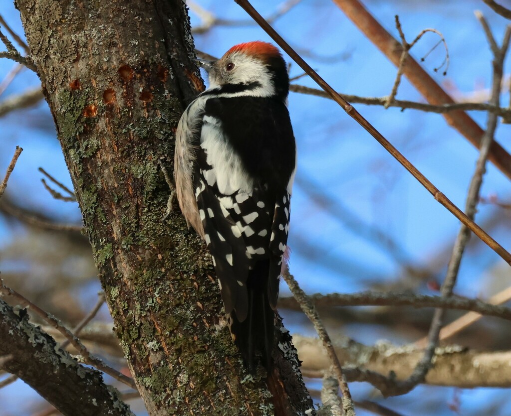 iNaturalist.org. Д.Александрова, г.Чебоксары Чувашия, февраль 2025