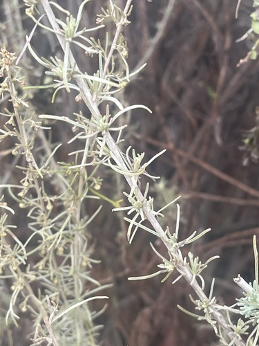 iNaturalist observation photo of California sagebrush