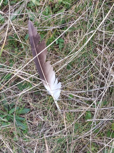 Plume de Fou de Bassan