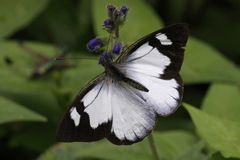 Leptophobia penthica