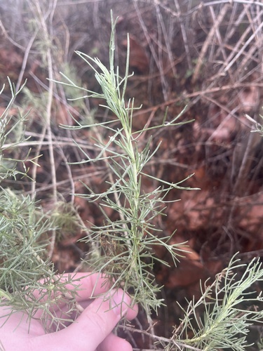 iNaturalist observation photo of California sagebrush