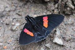 Mimoniades nurscia