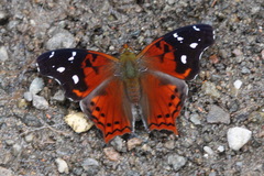 Hypanartia cinderella