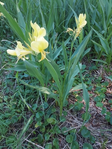 Image of Canna glauca by (c) Roderick Cameron, some rights reserved (CC BY)