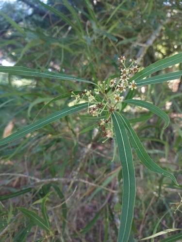 Image of Nectandra angustifolia by (c) Roderick Cameron, some rights reserved (CC BY)