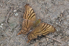 Hypanartia dione