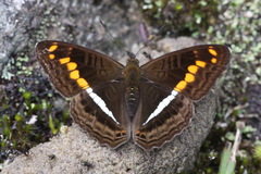 Adelpha olynthia