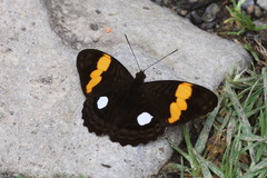Adelpha leucophthalma