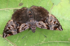 Noctuana haematospila