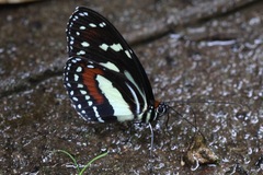 Elzunia humboldt