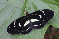 Elzunia humboldt