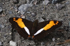 Adelpha boeotia