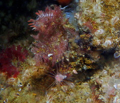 Ectopleura