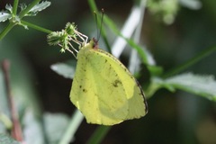 Abaeis xantochlora xantochlora