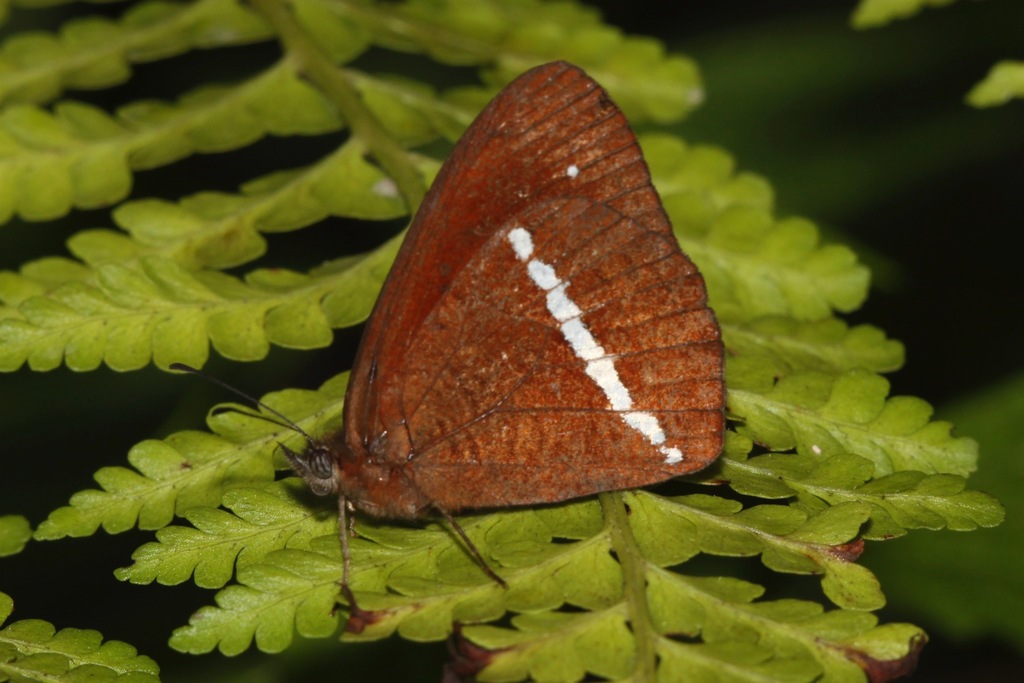 Lymanopoda