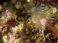 Ectopleura