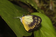 Leptophobia caesia