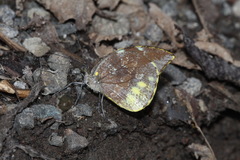 Lieinix nemesis nemesis