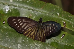 Catasticta ctemene
