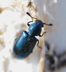 Necrobia violacea