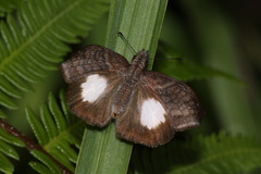 Theagenes albiplaga