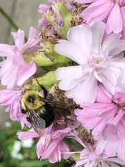 Bombus bimaculatus
