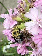 Bombus bimaculatus