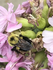 Bombus bimaculatus